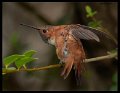 _8SB8540 rufous hummingbird